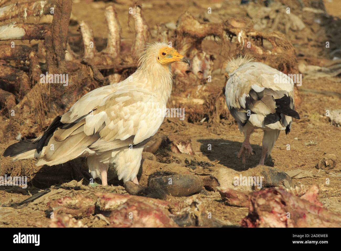 Egyptian vulture on carcass Stock Photo