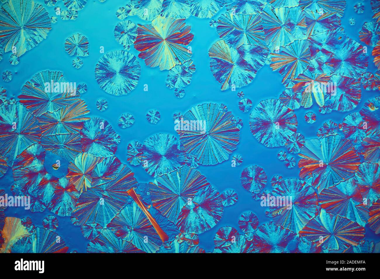 Alanine and glutamine crystals. Polarized light micrograph of crystals