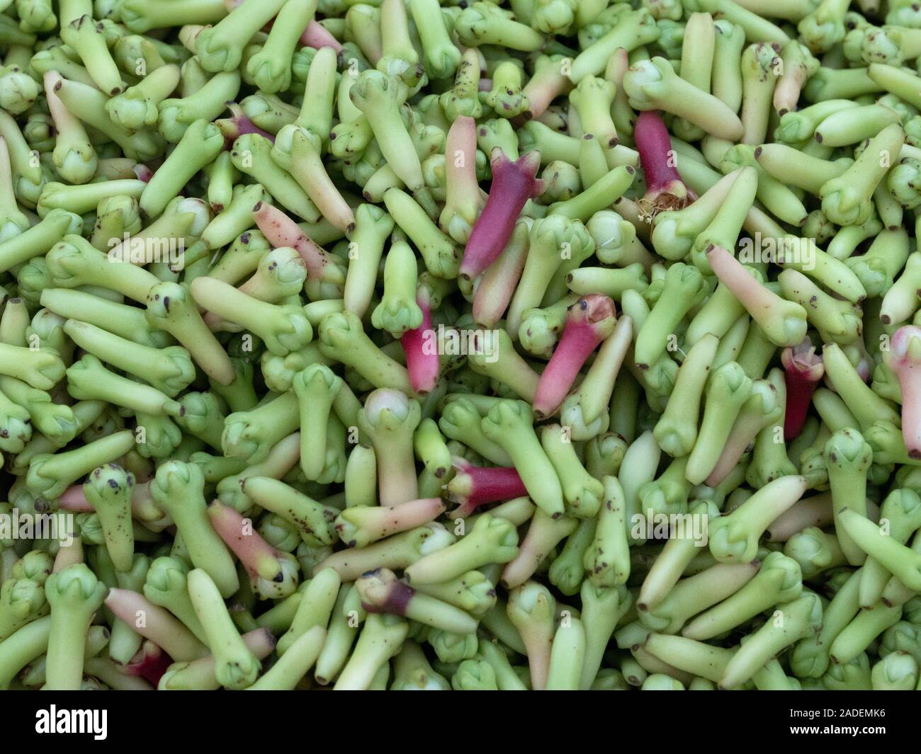 Fresh cloves. Cloves are the aromatic flower buds of the clove tree