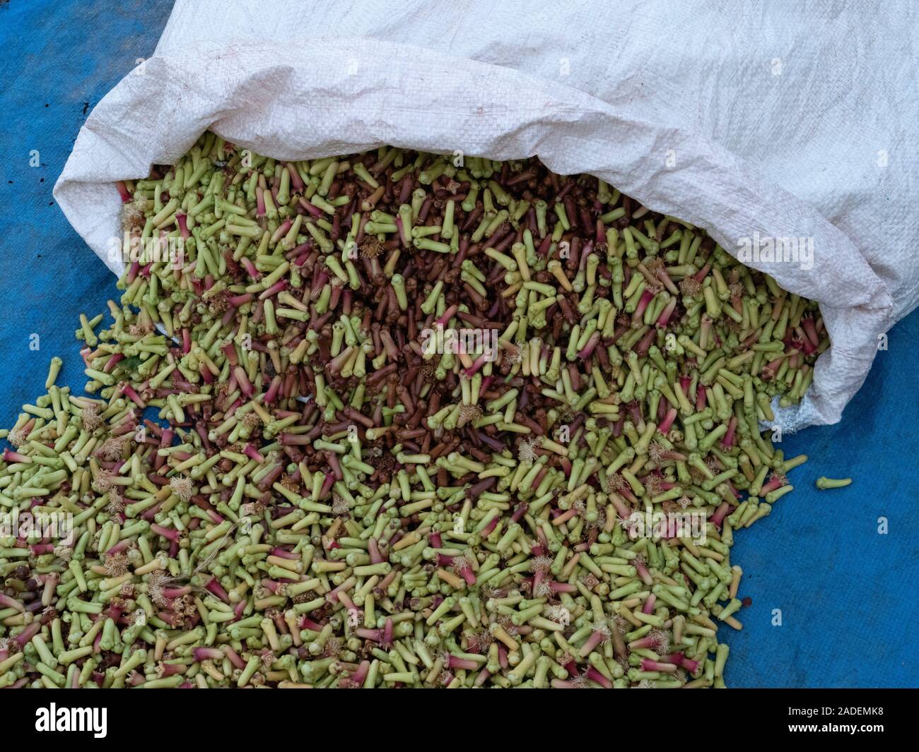 Fresh cloves. Cloves are the aromatic flower buds of the clove tree