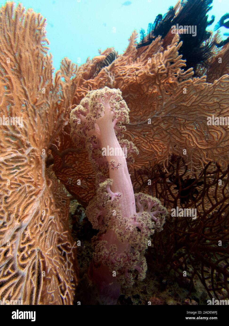 Soft coral and fan coral. Alcyonacea, or soft corals, are an order of