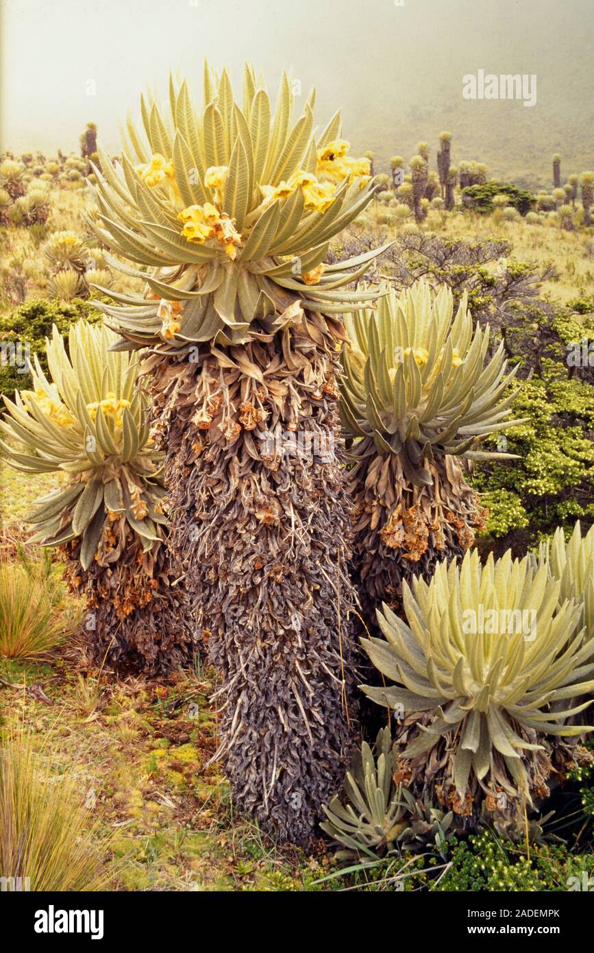 Frailejon plants (Espeletia sp.) in the Paramo, Colombia. Frailejones is a genus of perennial plants in the sunflower family, native to the high Andes Stock Photo