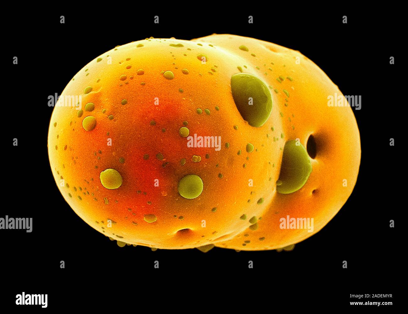 Pharmaceutical microsphere carrier for nanodrug particles, coloured ...