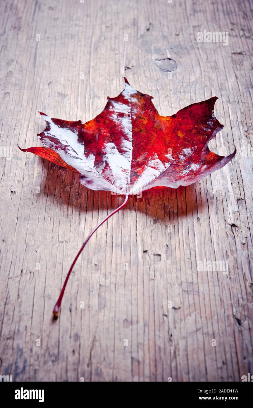 fallen red maple leaf Stock Photo