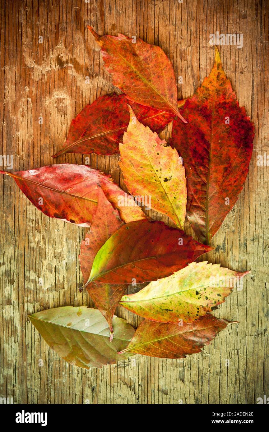 bunch of autumn leaves still life Stock Photo