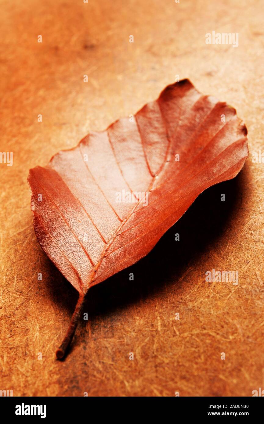 one fallen brown leaf sill life Stock Photo