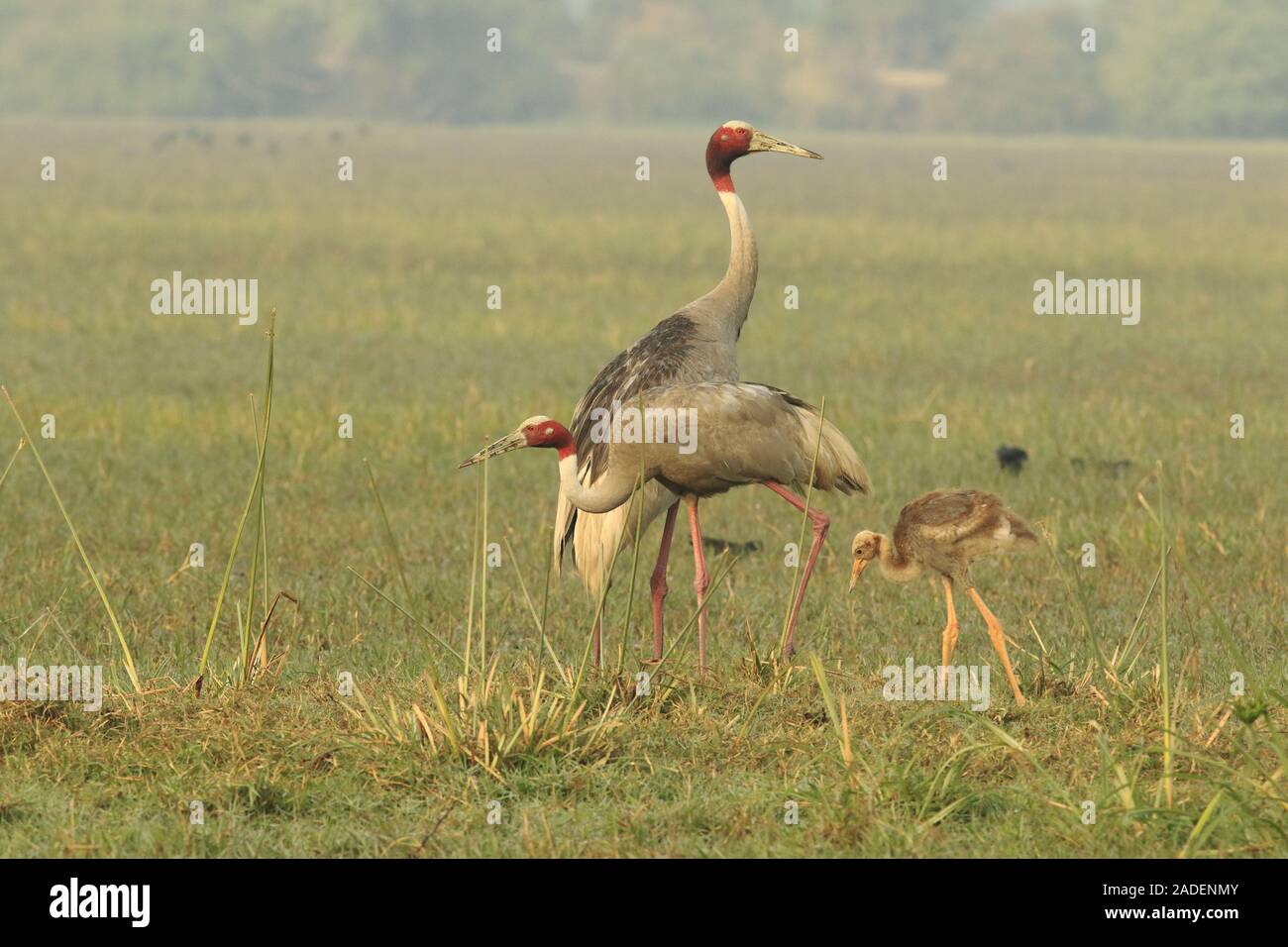 Couple of sarus cranes and juvenile Stock Photo