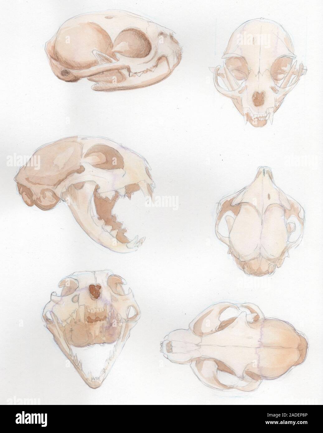 Illustration of a bobcat (Lynx rufus) skull from different perspectives