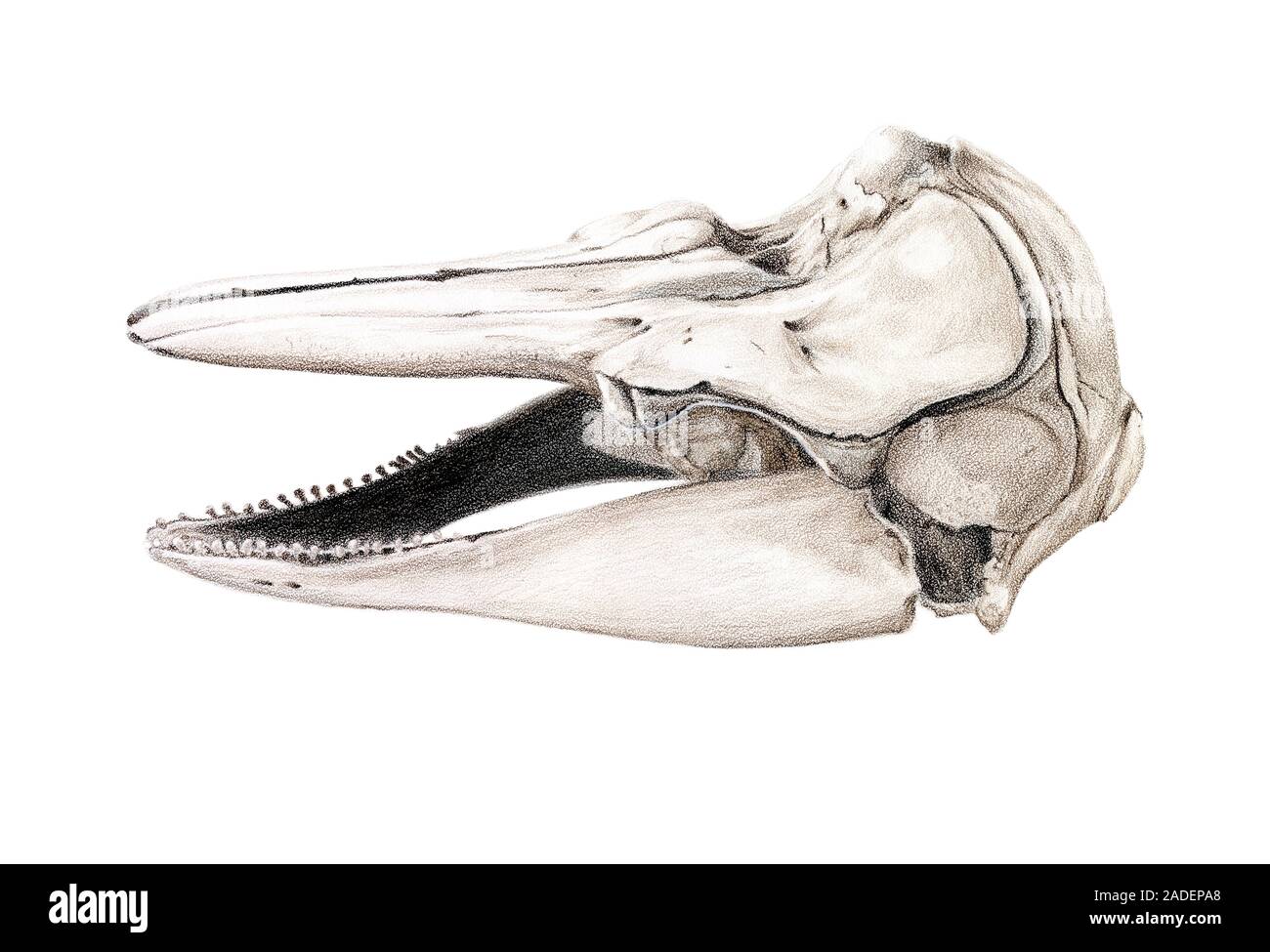 Illustration of the skull of a harbour porpoise (Phocoena phocoena ...