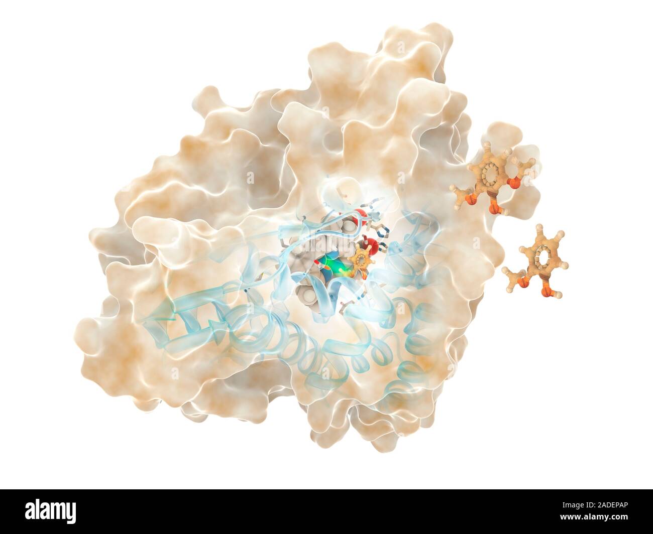 Lignindegrading enzyme for biofuels, illustration. Molecular model of