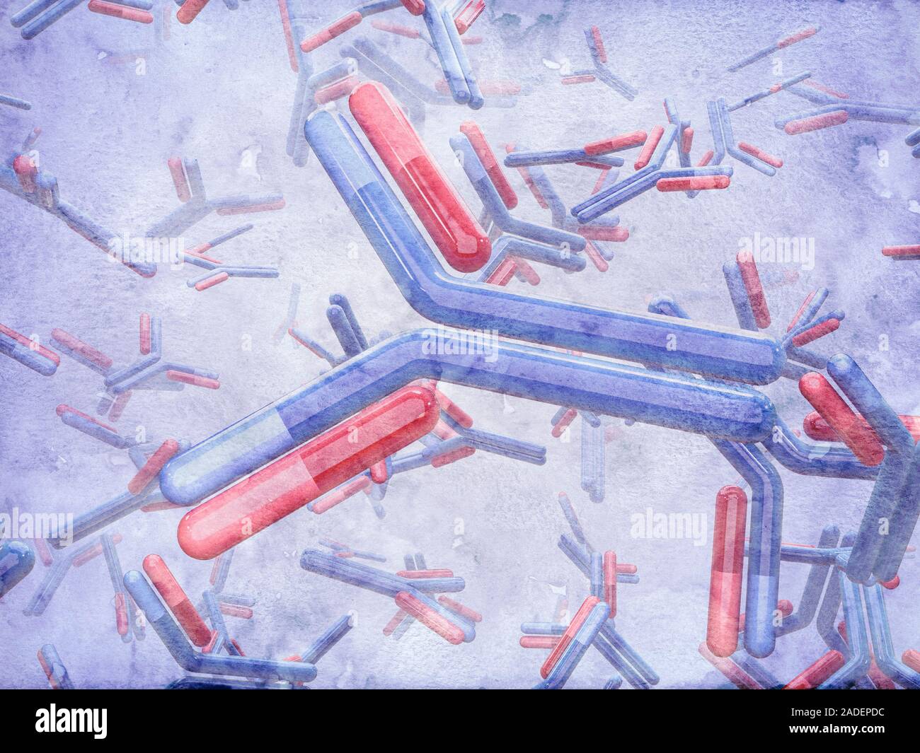 Antibodies, computer illustration. Antibodies, or immunoglobulins, are