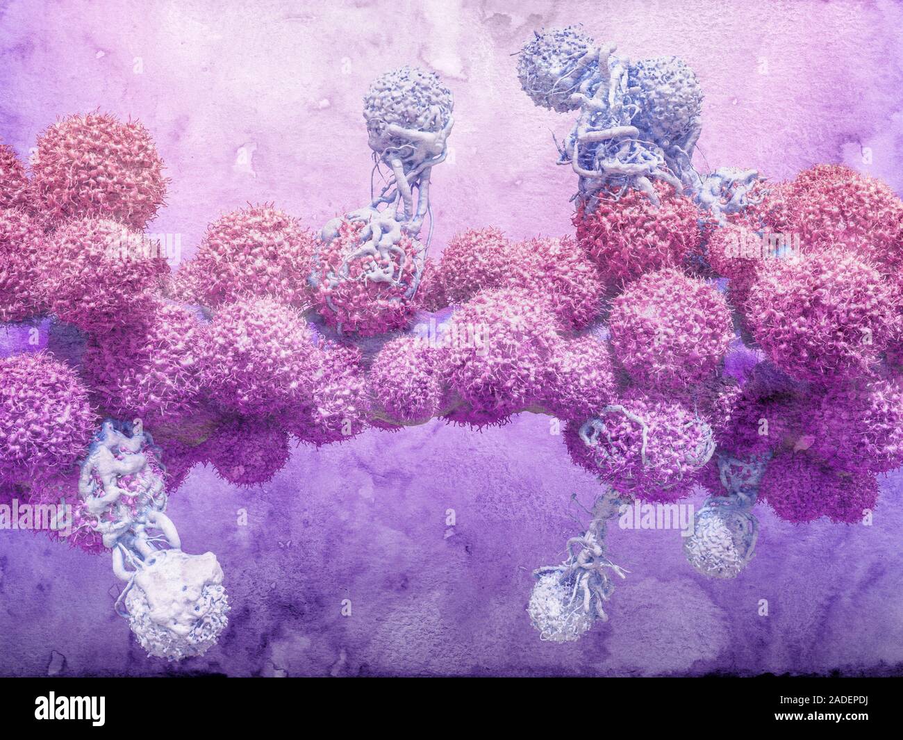 T cells attacking cancer cells. 3D computer illustration of T ...
