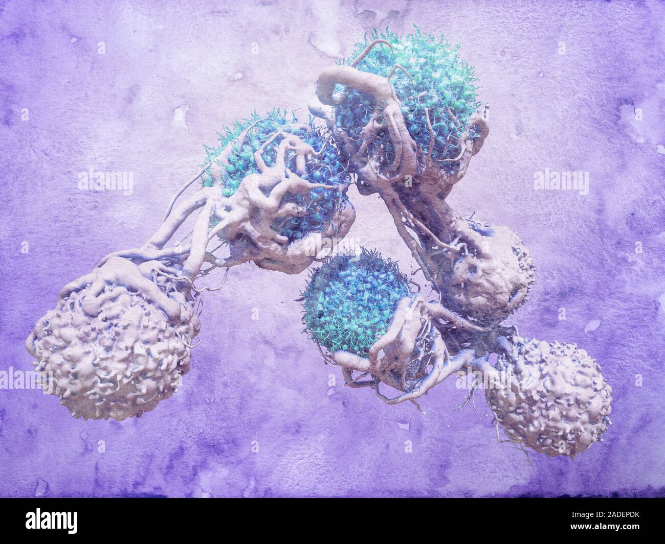 T cells attacking cancer cells. 3D computer illustration of T ...