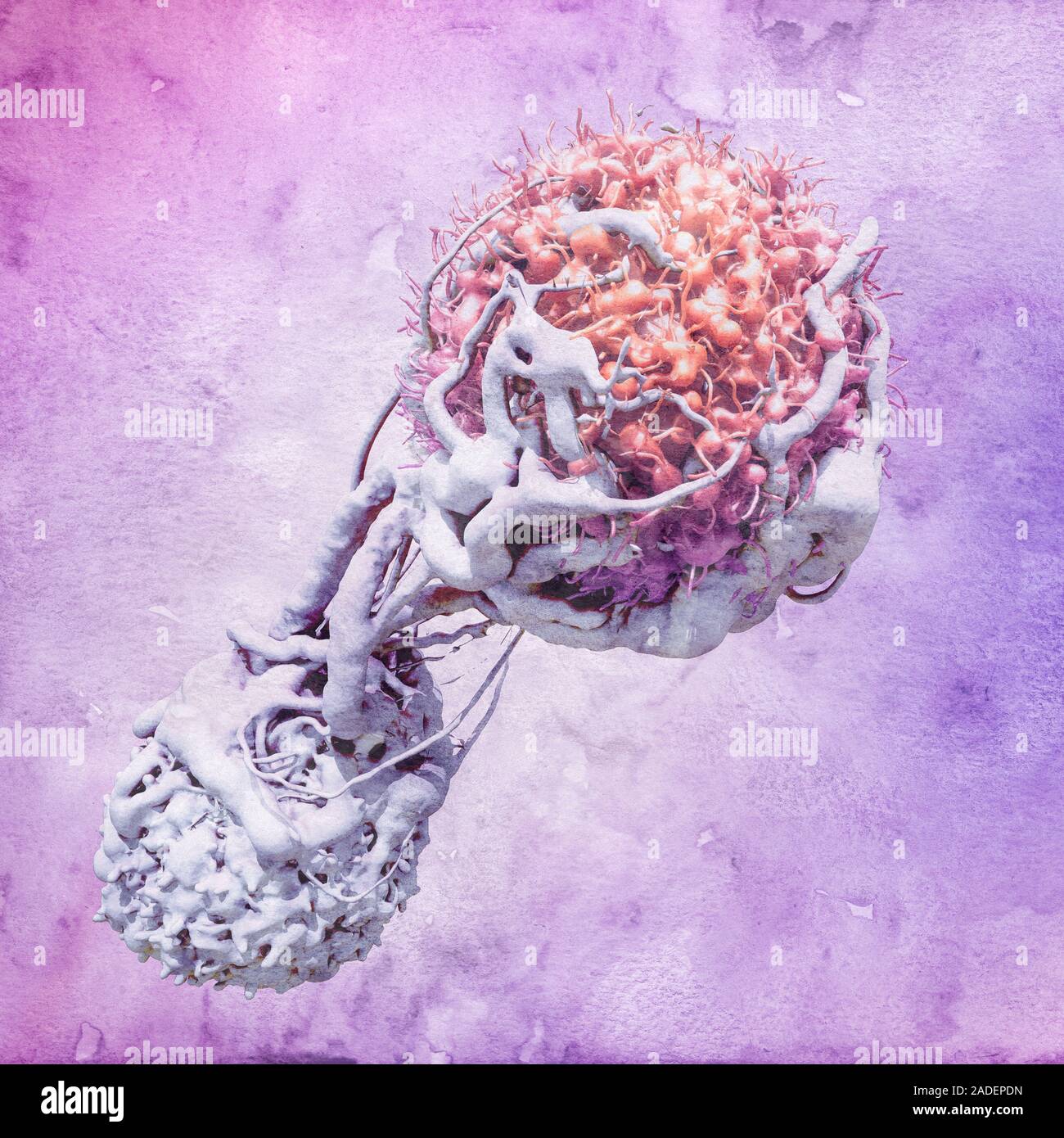 T cell attacking cancer cell. 3D computer illustration of a T ...