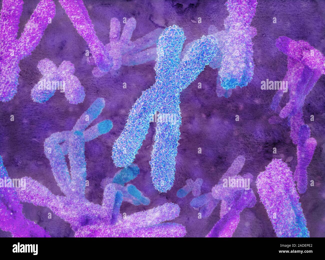 Chromosomes. Computer illustration of human chromosomes. Chromosomes