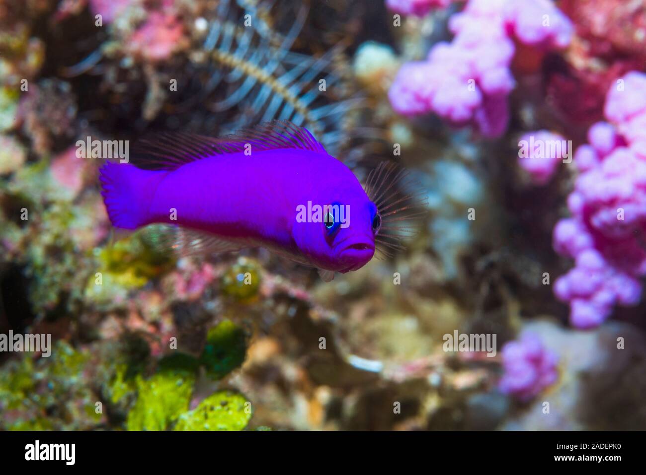 Magenta dottyback (Pseudochromis porphyreus) of coral reef. This colourful fish is native to the western Pacific Ocean. Photographed in the Indo-West Stock Photo