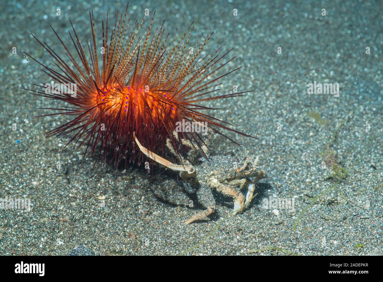Urchin crab (Dorippe frascone) and fire urchin (Astropyga radiata). The