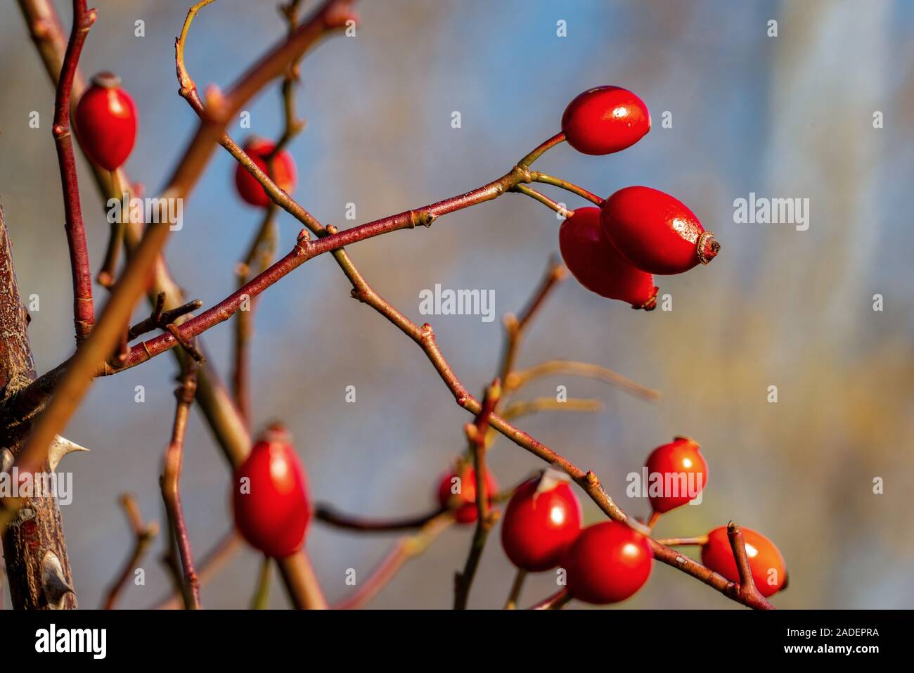 Close up of isolated shiny red rose hips on a sunny autumn day with a light blue bokeh background Stock Photo