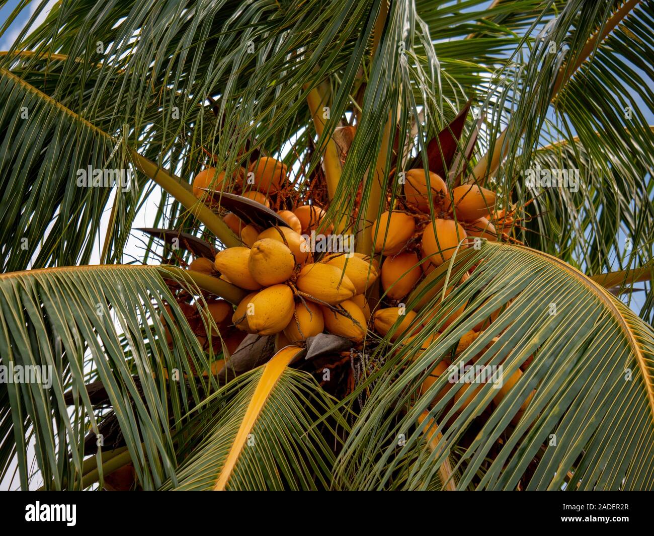 Coconuts on tree close up shot in Malaysian islands sandy beach green trees natural day Stock Photo