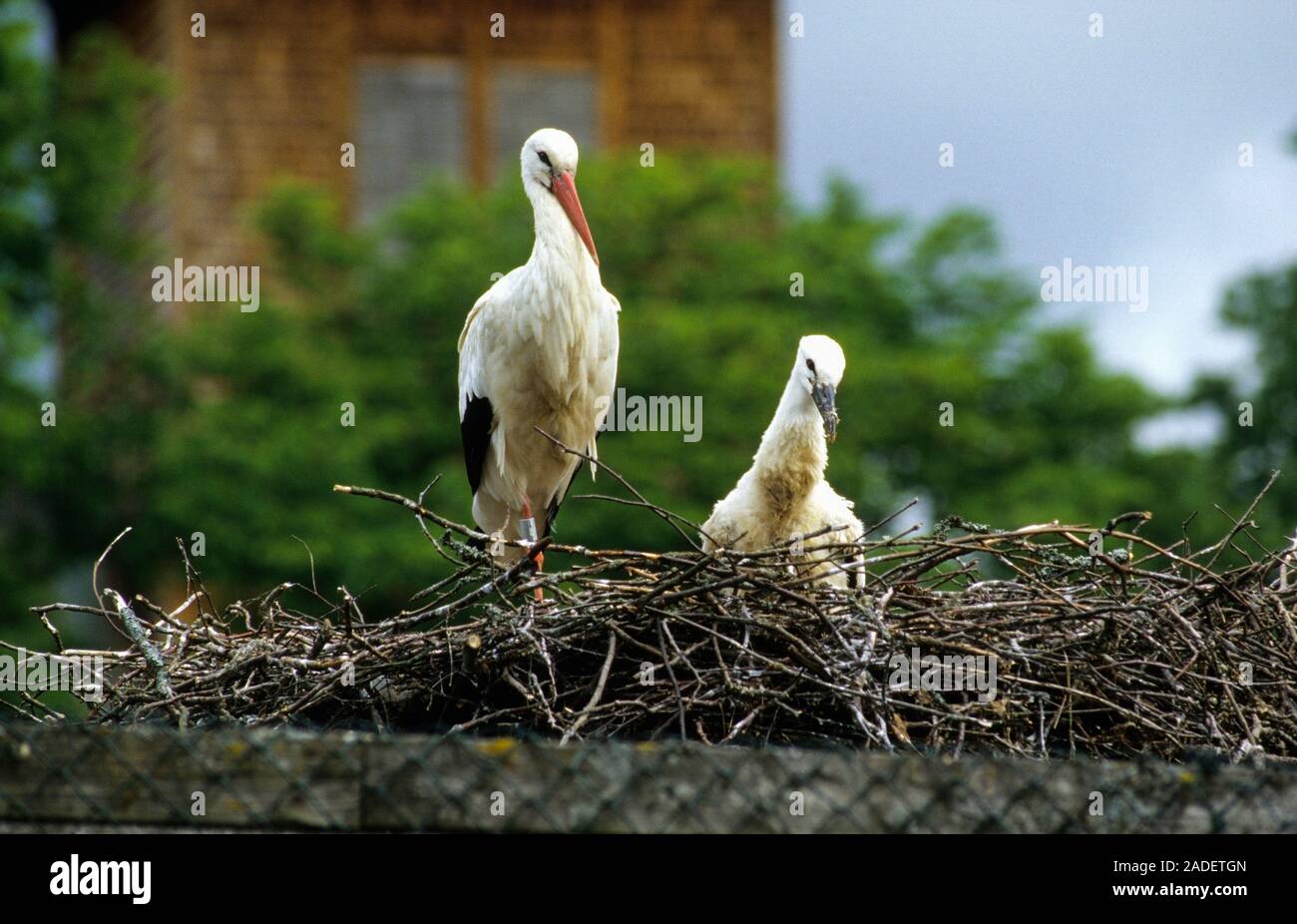 STORK in nest with kids Stock Photo