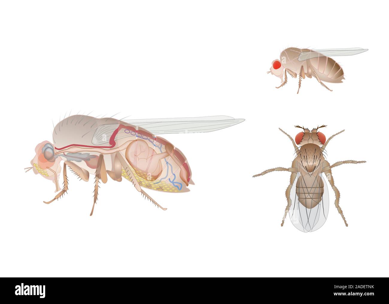 Fruit fly (Drosophila sp.) anatomy, illustration. Fruit flies are