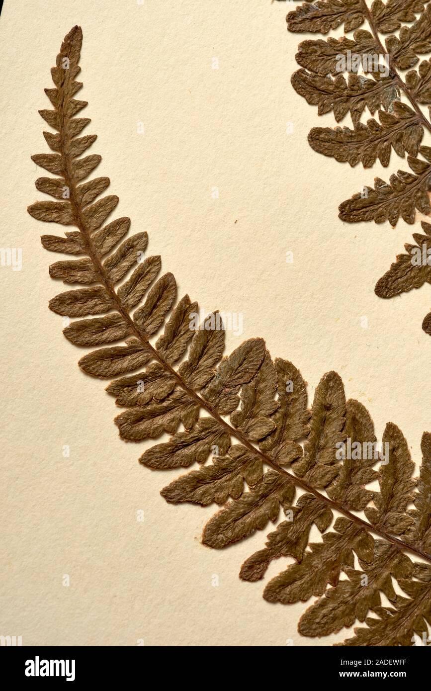Pityrogramma calomelanos fern specimen. This silver backed fern was collected from the steep side of a bank on Sao Miguel Island in the Azores. Stock Photo