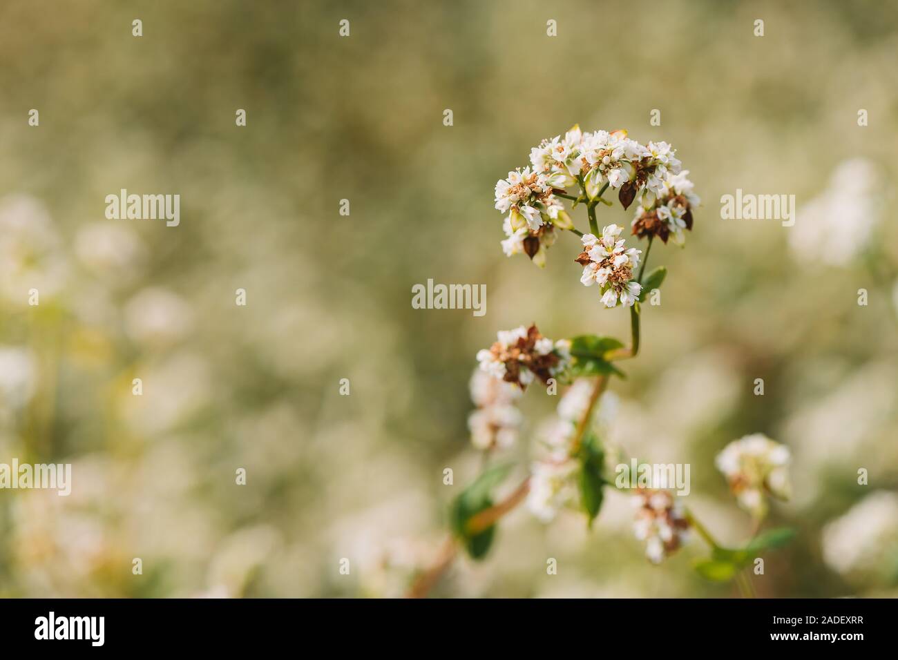 Buckwheat (Fagopyrum esculentum) flower in cultivated field, selective focus Stock Photo