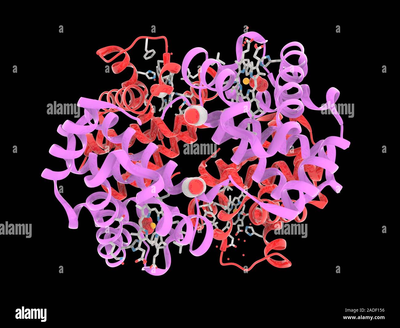 Foetal haemoglobin, molecular model. This protein is composed of two