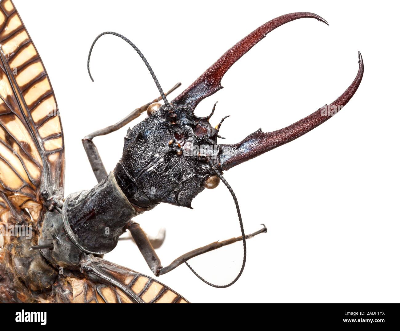 Asian dobsonfly (Acanthacorydalis fruhstorferi). This species is the largest dobsonfly in the world. It is found in eastern China and northern Vietnam Stock Photo - Alamy Asian dobsonfly (Acanthacorydalis fruhstorferi). This species is the largest dobsonfly in the world. It is found in eastern China and northern Vietnam Stock Photo - Alamy