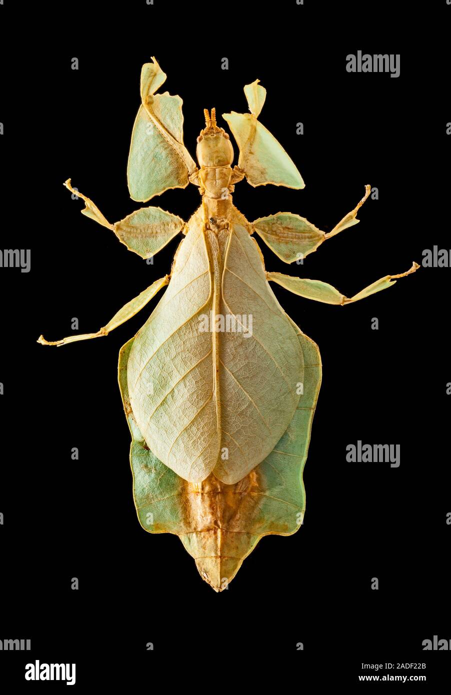 Gray's leaf insect (Phyllium bioculatum). A leaf insect of the family ...