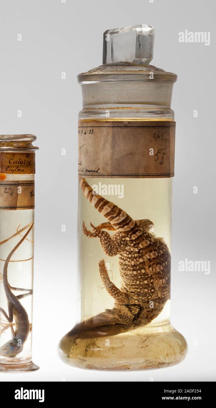 Collection of reptile specimens stored in spirit Stock Photo Alamy