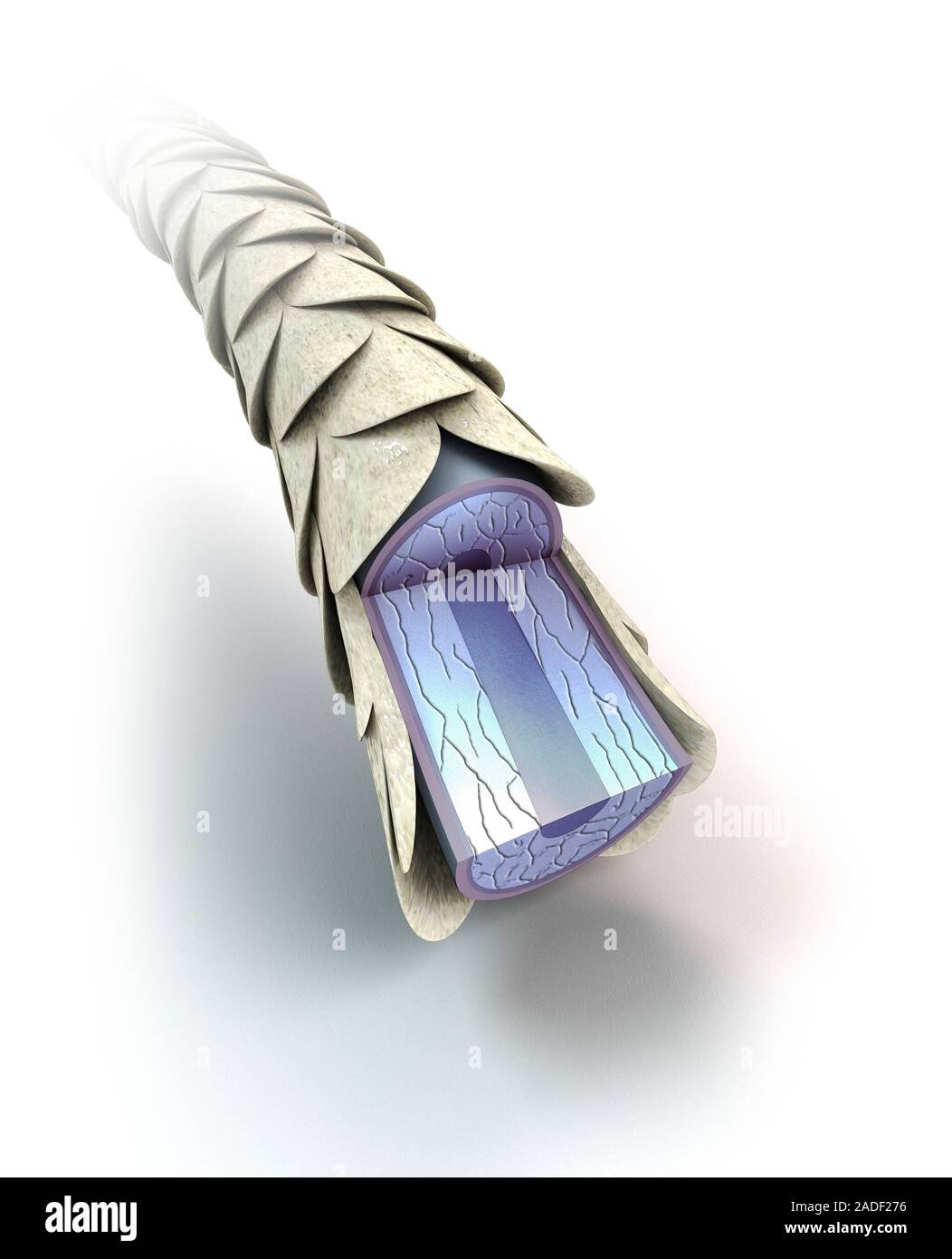 Structure of hair. Illustration of the structure of a strand of hair