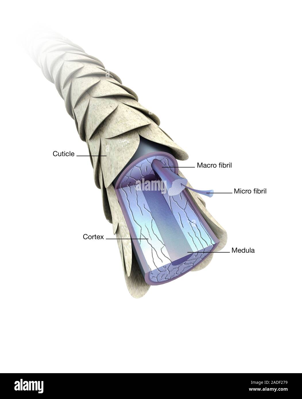 Structure of hair. Illustration of the structure of a strand of hair