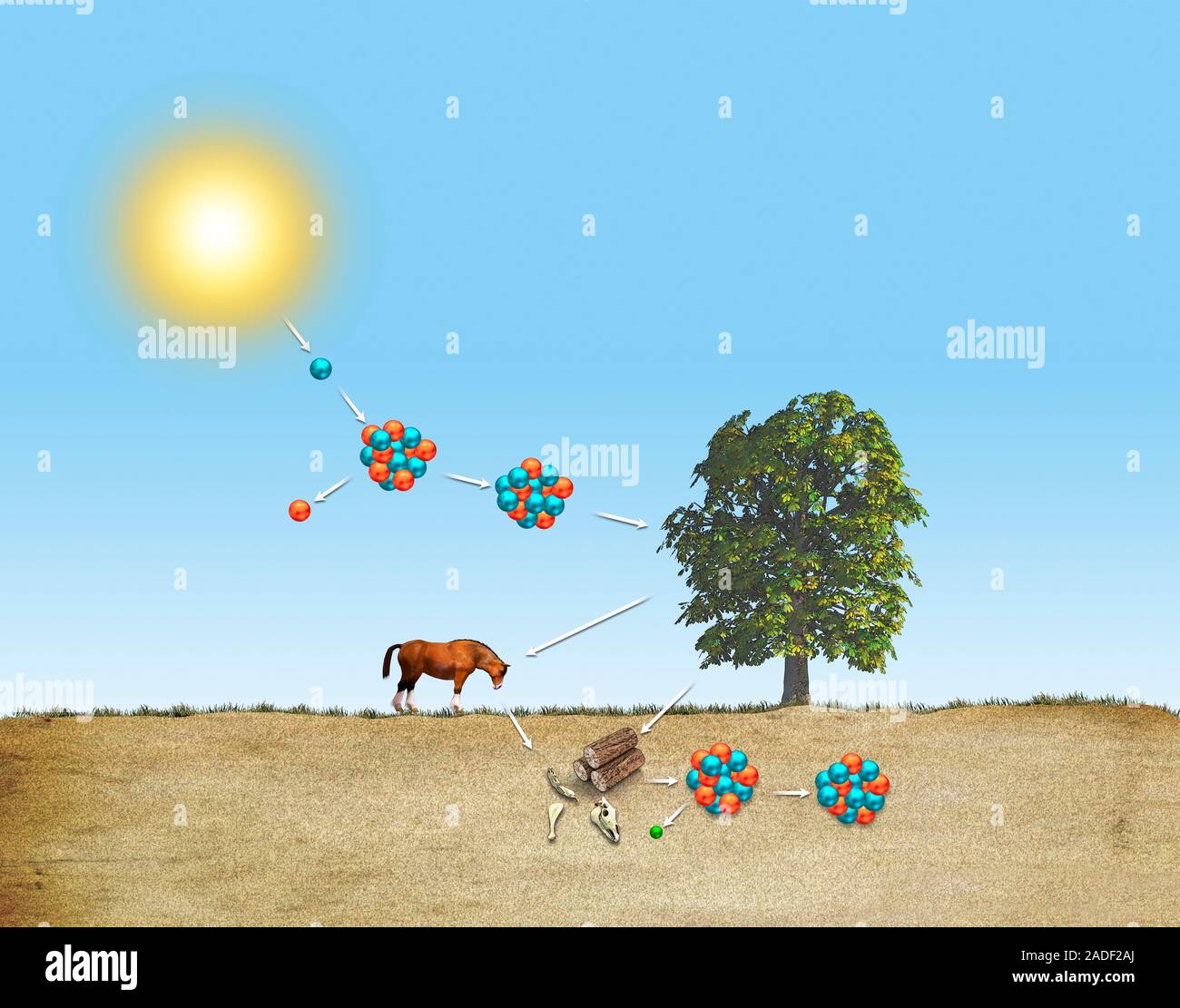 Carbon-14 dating, illustration. Carbon-14 is an unstable isotope of the ...