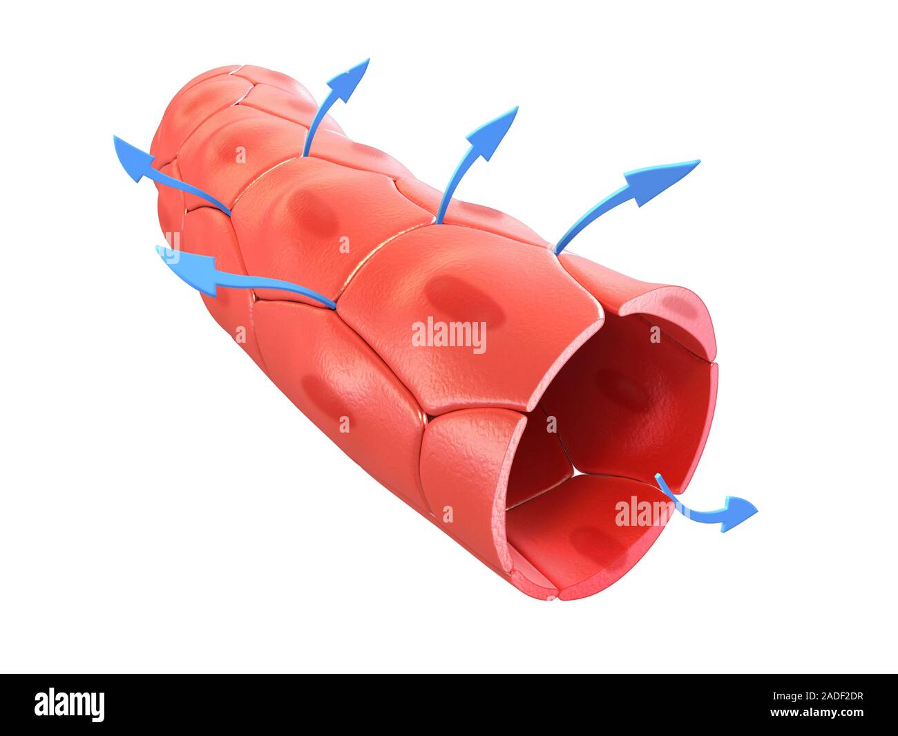 Capillary, illustration. Capillaries are encased in cells known as