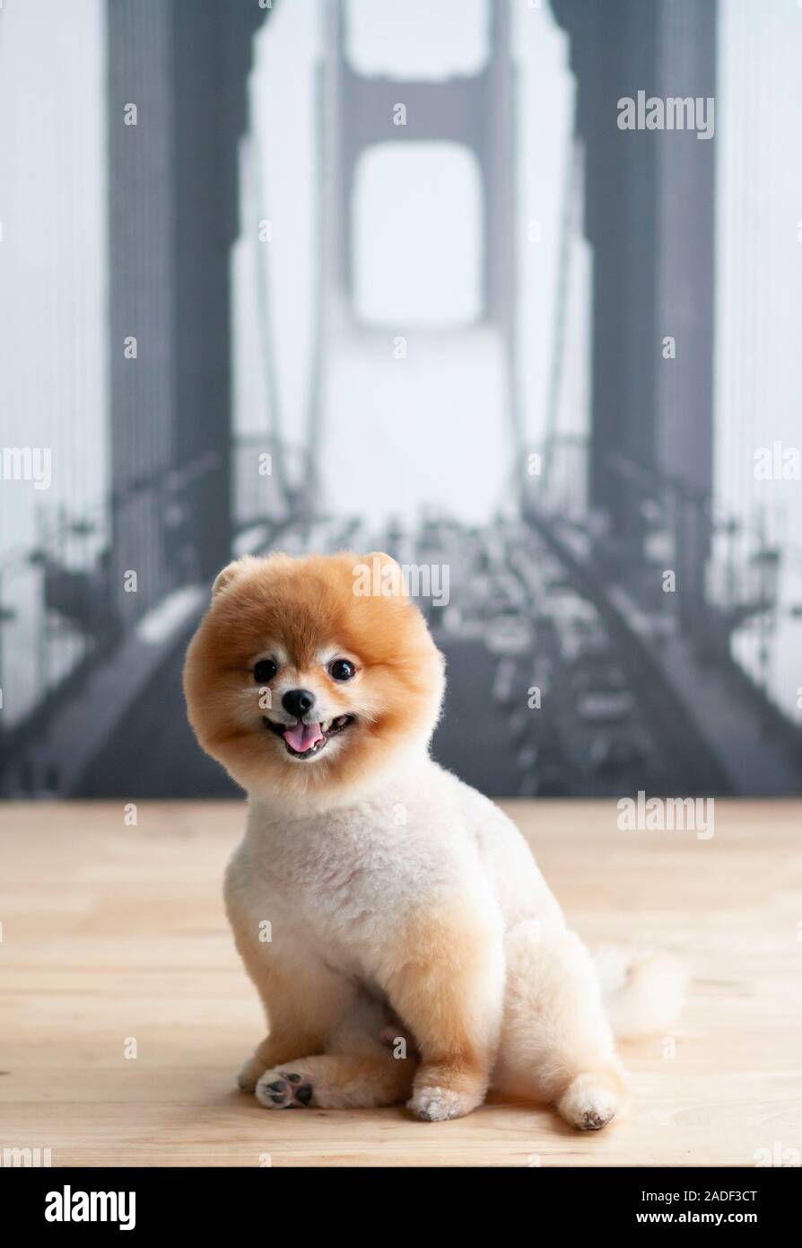 Cute young fluffy hair Pomeranian and dogs sit on wood table with very  happy face mounth open. Cute pet human friend concept Stock Photo - Alamy