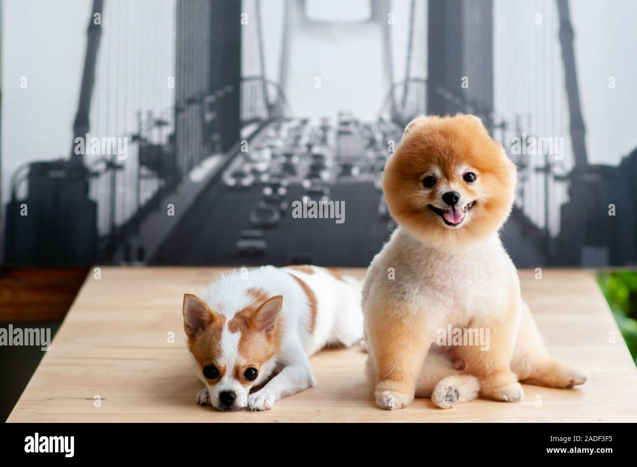 Cute young fluffy hair Pomeranian and Chihuahua dogs sit on wood table with happy face. Cute pet human friend concept Stock Photo - Alamy Cute young fluffy hair Pomeranian and Chihuahua dogs sit on wood table with happy face. Cute pet human friend concept Stock Photo - Alamy