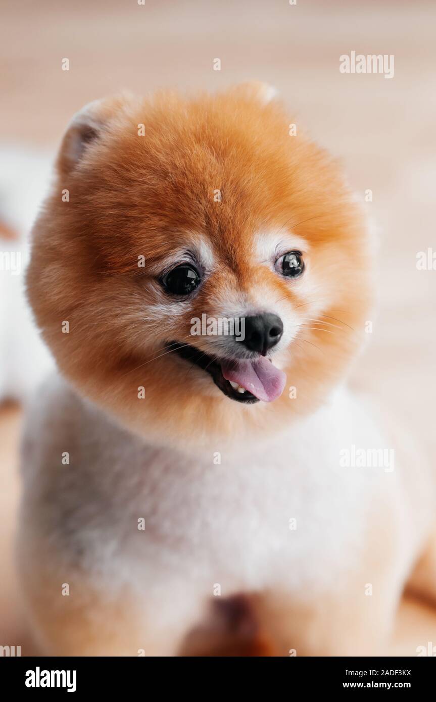 Portrait of Cute young fluffy hair fur Pomeranian dog with mounth open and pink tongue happy face Stock Photo - Alamy Portrait of Cute young fluffy hair fur Pomeranian dog with mounth open and pink tongue happy face Stock Photo - Alamy