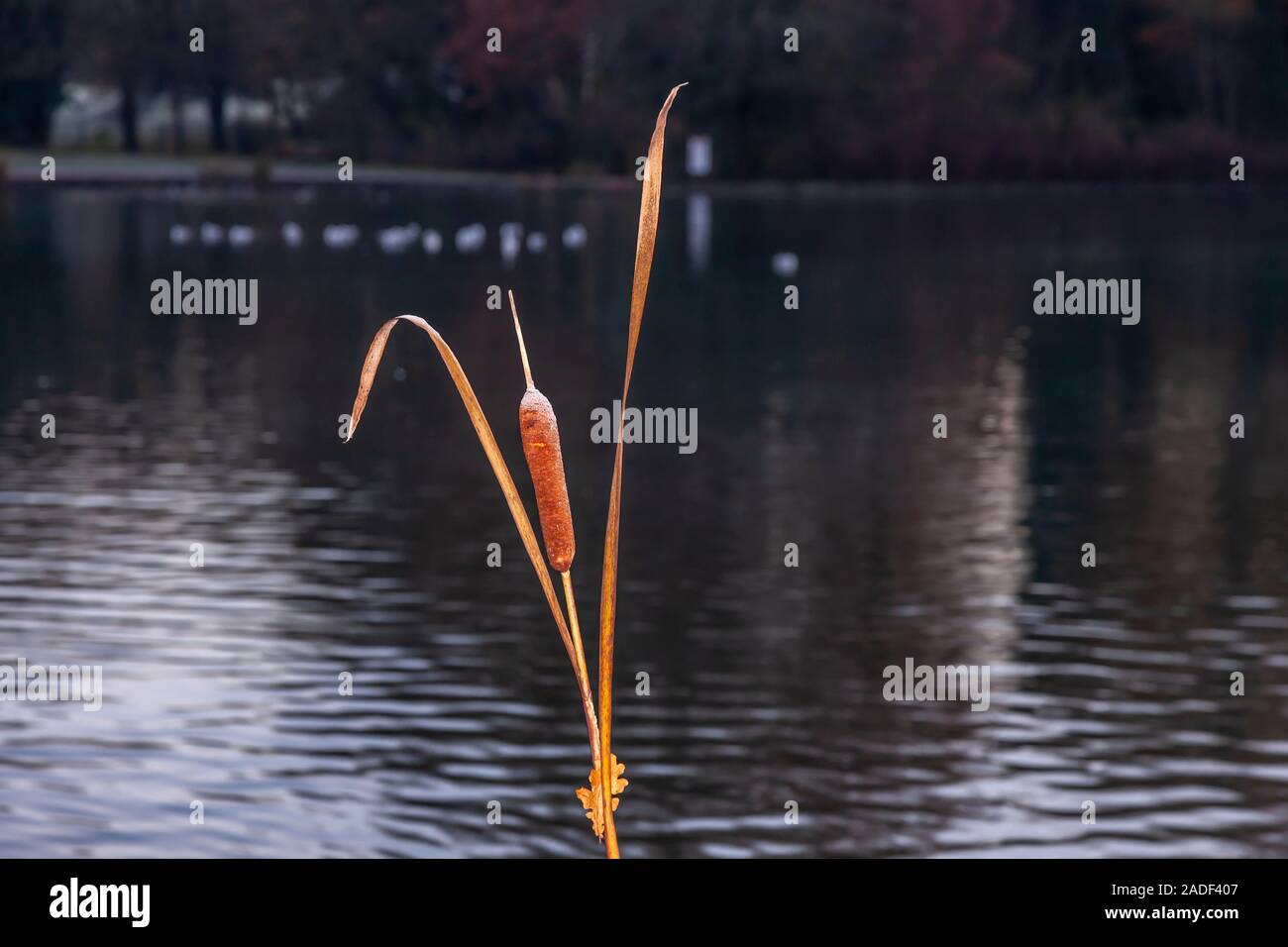 Reed Mace. Typha latifolia (Typhaceae) Bullrush with a light frosting to the top, Northampton, UK. Stock Photo