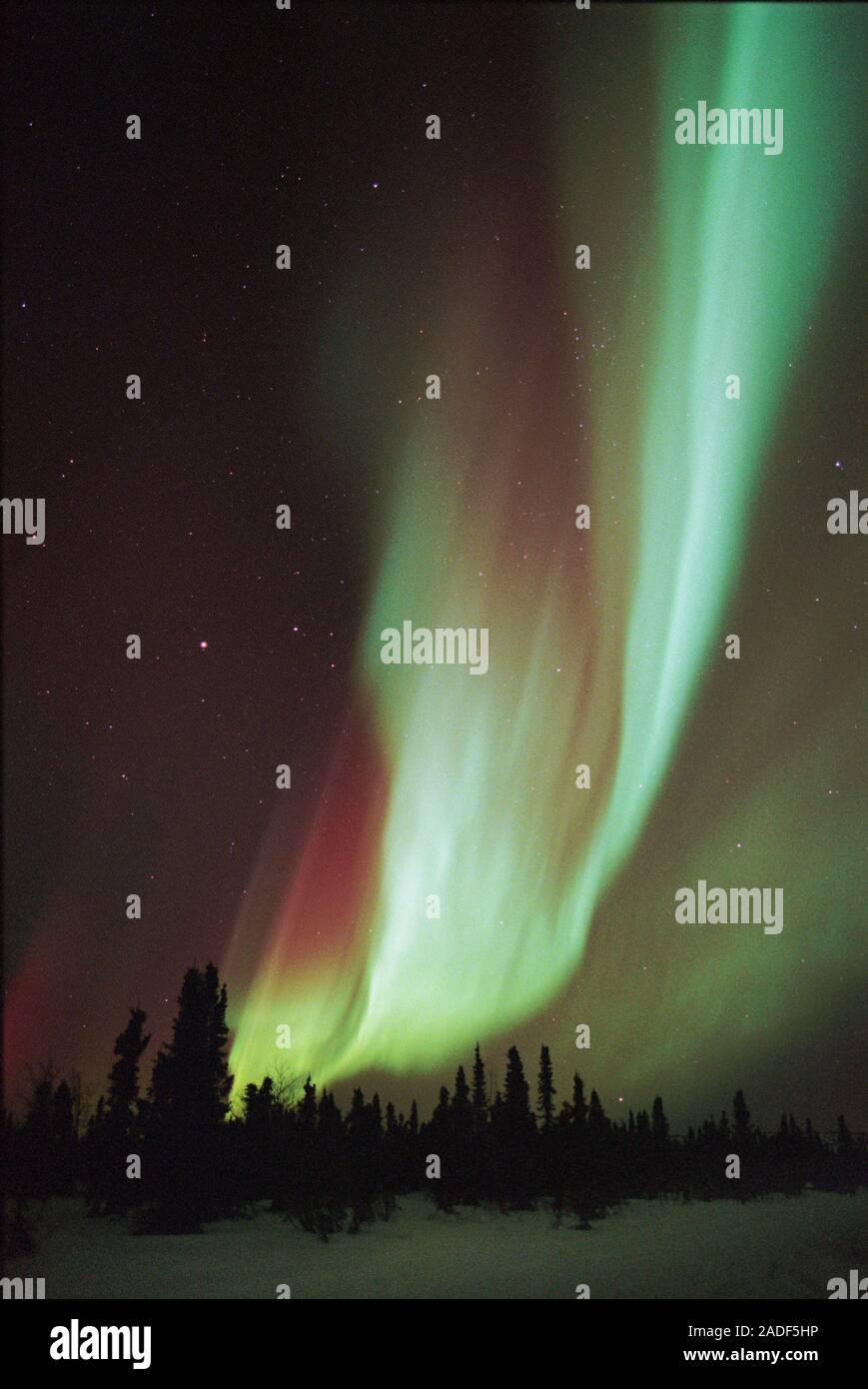 Aurora borealis or northern lights display over silhouetted spruce ...