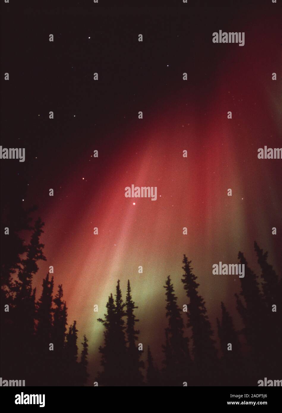 Aurora borealis or northern lights display over silhouetted trees ...