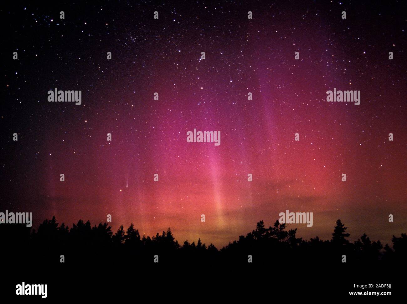 Aurora Borealis (northern lights) display over silhouetted trees. At ...