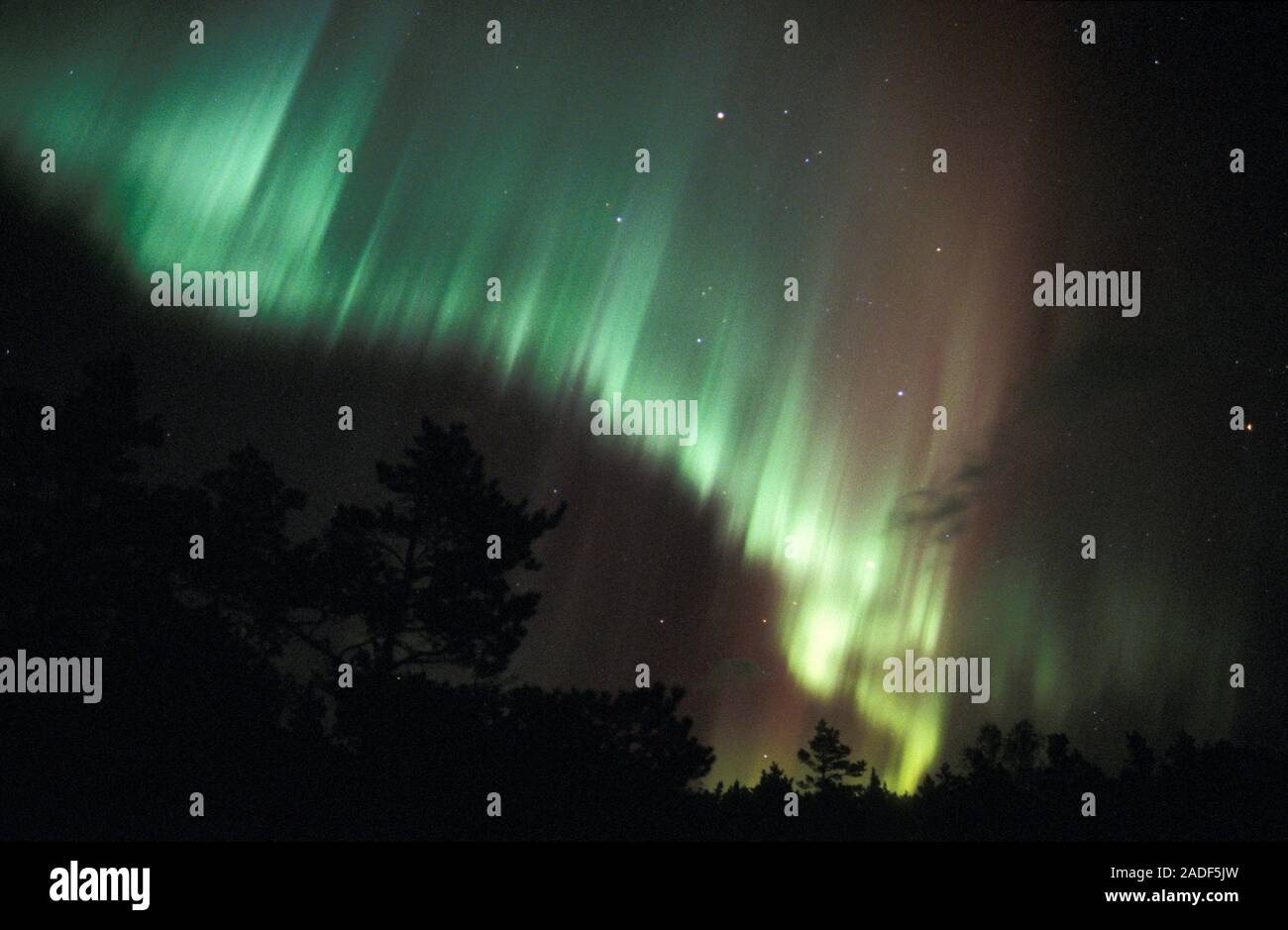 Aurora borealis or northern lights display over silhouetted conifer ...