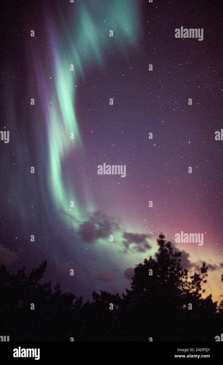 Aurora borealis or northern lights display over silhouetted conifer ...