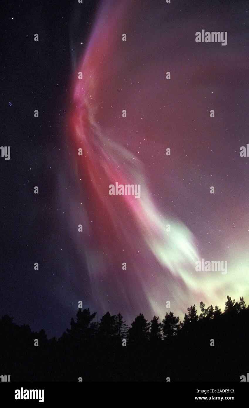 Aurora borealis or northern lights display over silhouetted conifer ...