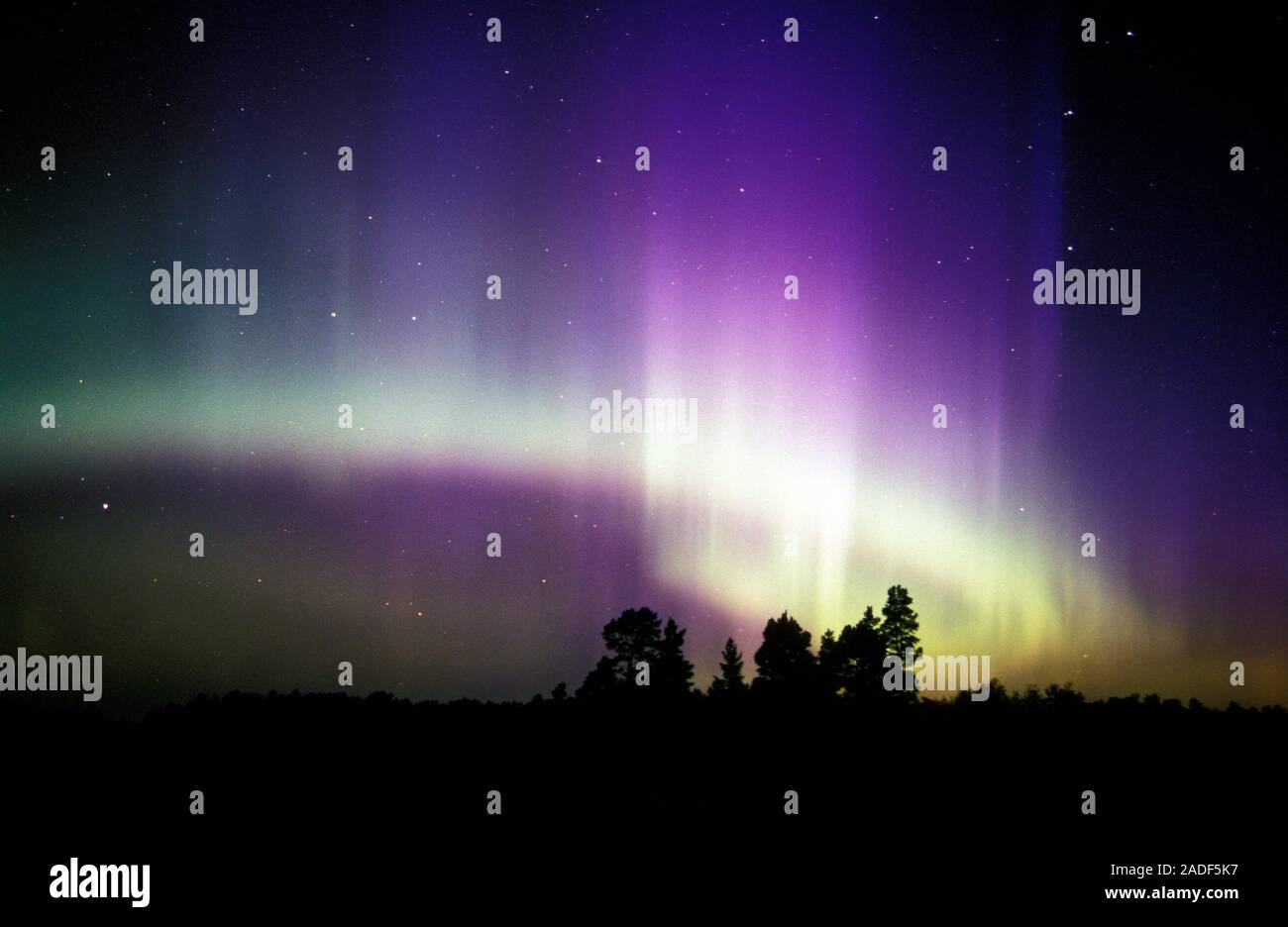 Aurora borealis or northern lights display over silhouetted conifer ...