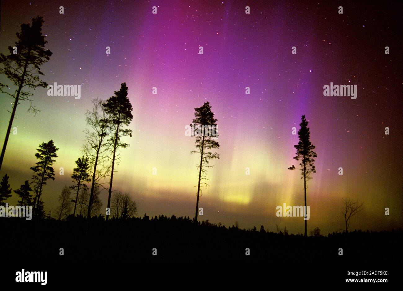 Aurora borealis or northern lights display over silhouetted conifer ...