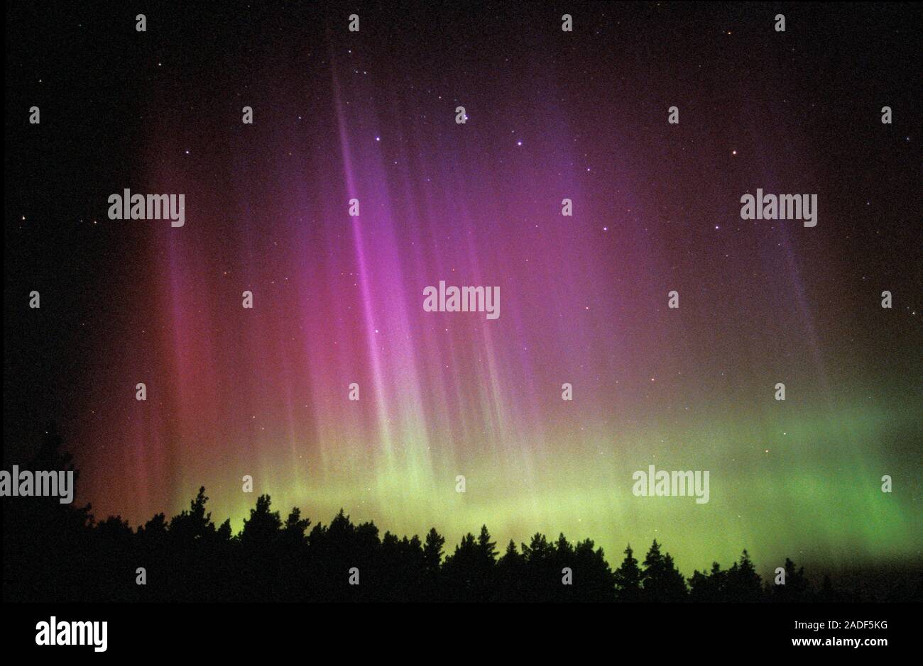 Aurora borealis or northern lights display over silhouetted conifer ...