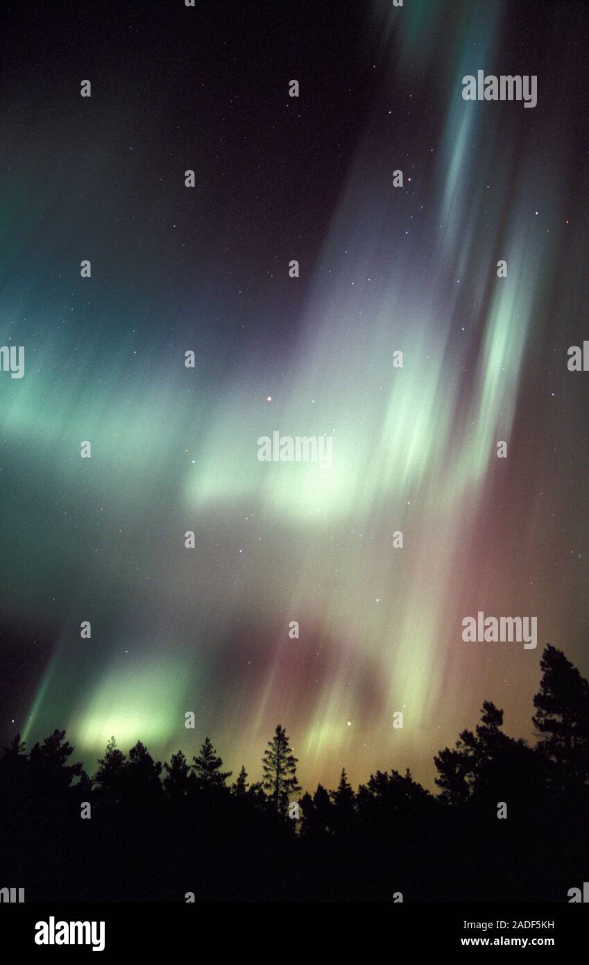 Aurora borealis or northern lights display over silhouetted conifer ...