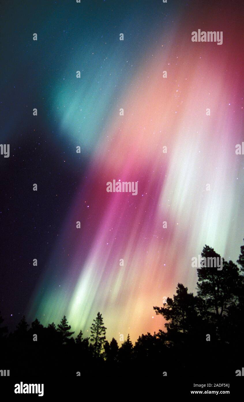 Aurora borealis or northern lights display over silhouetted conifer ...
